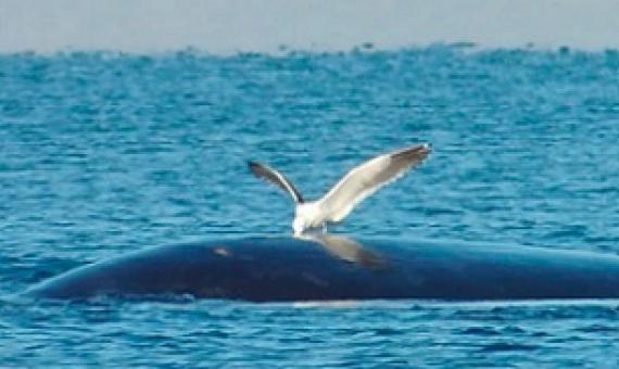 A kelp gull pecks at the back of a southern right whale off Valdes Peninsula, Argentina. Photo by Mariano Sironi/Instituto de Conservación de Ballenas, Argentina