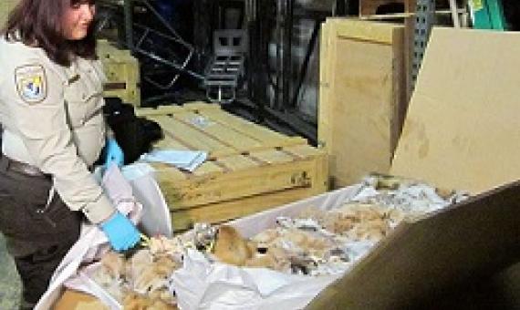 An inspection of a legal shipment of wildlife pelts. Credit:: Catherine J. Hibbard/USFWS