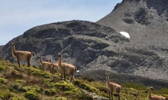 1 / 1Guanacos in Chilean Patagonia. One of the last remaining wilderness areas left in the region. Credit: Francisca Hidalgo