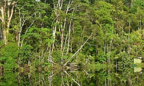 OVER-EXTRACTION OF THE ENVIRONMENT, POLLUTION OF THE ENVIRONMENT, AND ILLEGAL TRADING ARE ALL FACTORS THAT COULD LEAD TO THE EXTINCTION OF ENDANGERED SPECIES. CREDIT - https://www.fbcnews.com.fj/ 