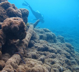 Invasive corallimorph carpets all seafloor life and is gaining nutrients from the shipwreck's iron ... [+] SUSAN WHITE/USFWS