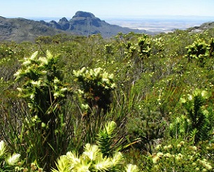 Some 84% of Australia’s plant species - like this Giant andersonia population in Stirling Range WA - are found nowhere else in the world. Sarah Barrett/Department of Biodiversity Conservation and Attractions