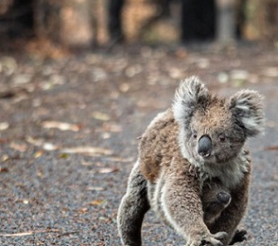 Koala Bear. Source - Mongabay.com