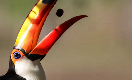 A toucan eating a fruit in the tropical wetlands of the Pantanal, Brazil. Uwe Bergwitz/Shutterstock