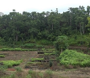 THE GOVERNMENT HAD TO EMBARK ON A MAJOR TREE-PLANTING REVOLUTION AS THE DEFORESTATION RATE WAS BECOMING A CONCERN. [FILE PHOTO]