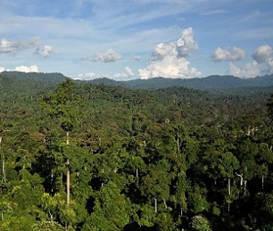 Tropical Rainforest, Borneo. Credit - Mongabay.com