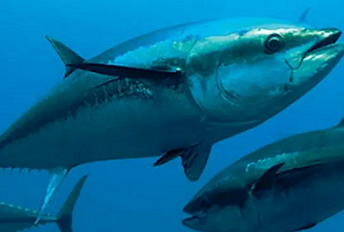 Tuna fishery. photo credit - Loop PNG