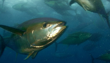 School of Tuna, Phoenix Islands Protected Area, Kiribati