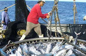 Tuna hauled aboard the fishing vessel Dolores. The tuna trade in the Pacific Ocean is worth more than US$6 billion a year. Siosifa Fukofuka (SPC), Author provided.