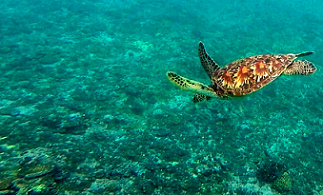 turtle diving over coral. photo credit - SPREP