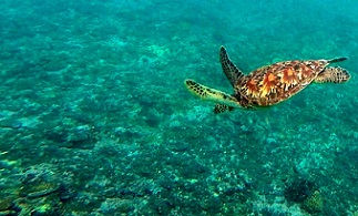 turtle diving over coral. photo credit - SPREP