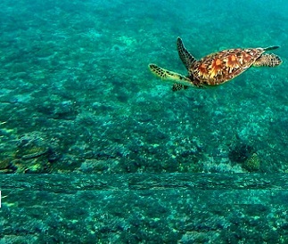 Sea Turtle. Credit - SPREP