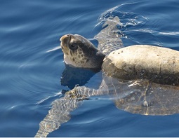 sea turtle
