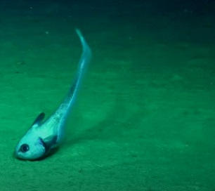 There could be animals in deep-sea reefs that have never been recorded before.(Supplied: Schmidt Ocean Institute)