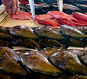 MAF is cracking down on fisheries violations. Credit: Samoa MAF