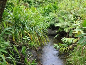 Cloud Forest, Cook Islands. Credit - SPREP