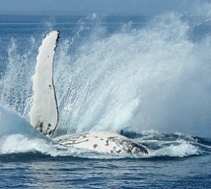 Active whale behaviour is exciting to observe, but that flipper can pack a powerful punch. Flickr/Michael Dawes, CC BY-NC