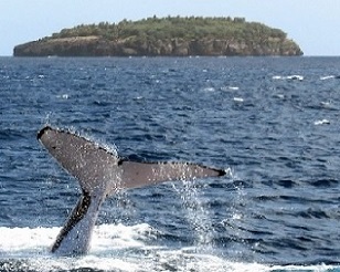 This photograph taken on August 4, 2008 shows a humpback whale diving near the island of Vava'u in Tonga. Photo: DAVID BROOKS / AFP