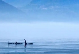 Underwater frequencies have an effect on marine mammals, say scientists. Photograph: Juergen Ritterbach/Alamy
