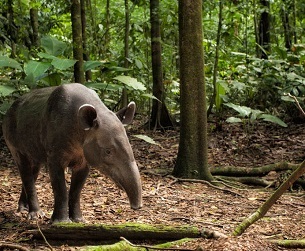 A Baird’s tapir forages in a rainforest in Corcovado National Park in Costa Rica. GREG BASCO/MINDEN PICTURES